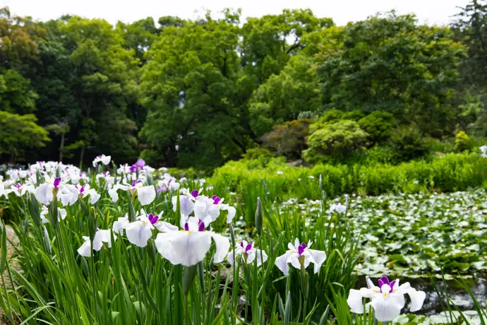 京都・大阪の花しょうぶ