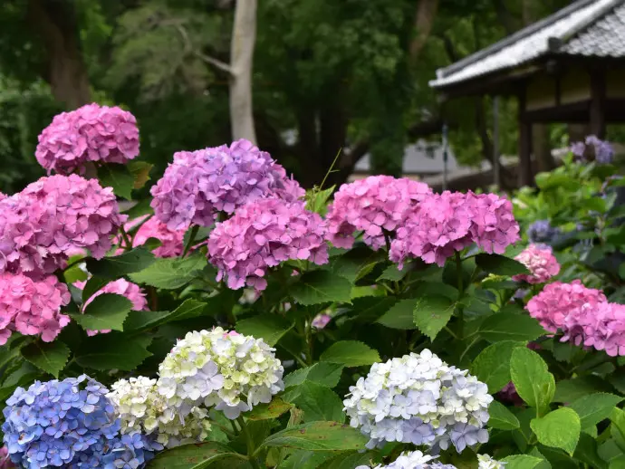 京都・大阪のあじさい