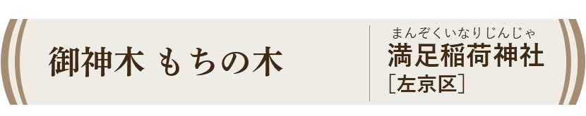 御神木 もちの木