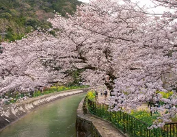 山科疏水(琵琶湖疏水)の桜
