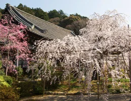 毘沙門堂の桜