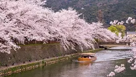 京都 桜コース（平安神宮から蹴上インクライン）