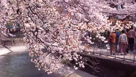 京都 桜コース（山科から大津）